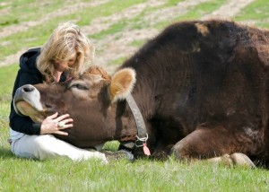 His name is Lionel and she rescued him from a slaughterhouse when he was a calf. True story.