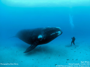 The photographer is named Brian Skerry. He was interviewed about this photo and said that the Bow whale was calm, curious, and had not one iota of aggression. After this photo, the whale swam on for a while, Skerry following and snapping pictures. When Skerry had to stop to catch his breath after 20 minutes, he was thrilled to have had such a successful day. But the whale actually stopped and waited for him. Oh my God I'm tearing up, isn't that beautiful?!