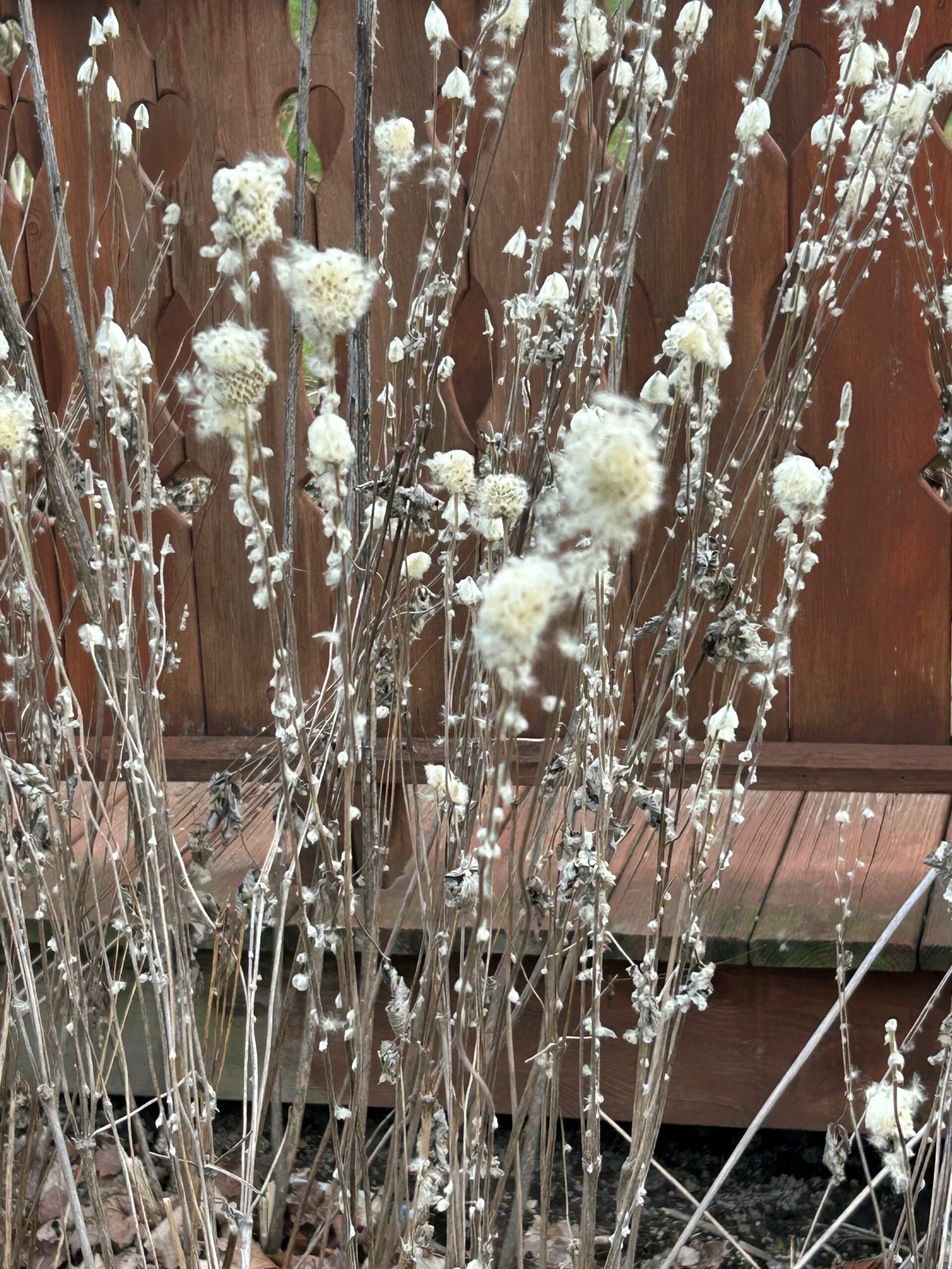 White fluffy seeds I found on my walk -- White fluffy seeds