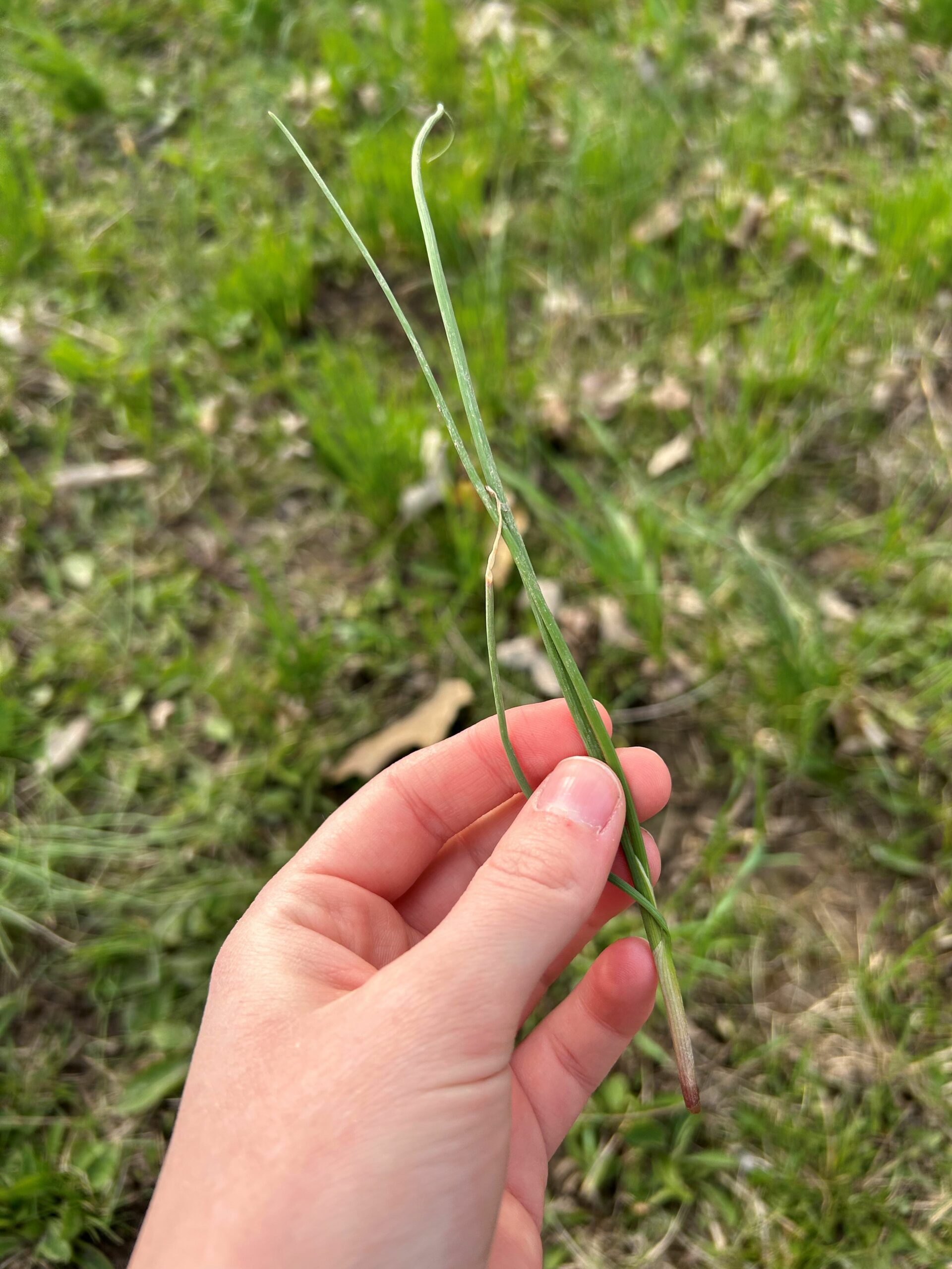 Wild garlic I found on my walk -- Wild garlic