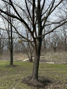 The Tree