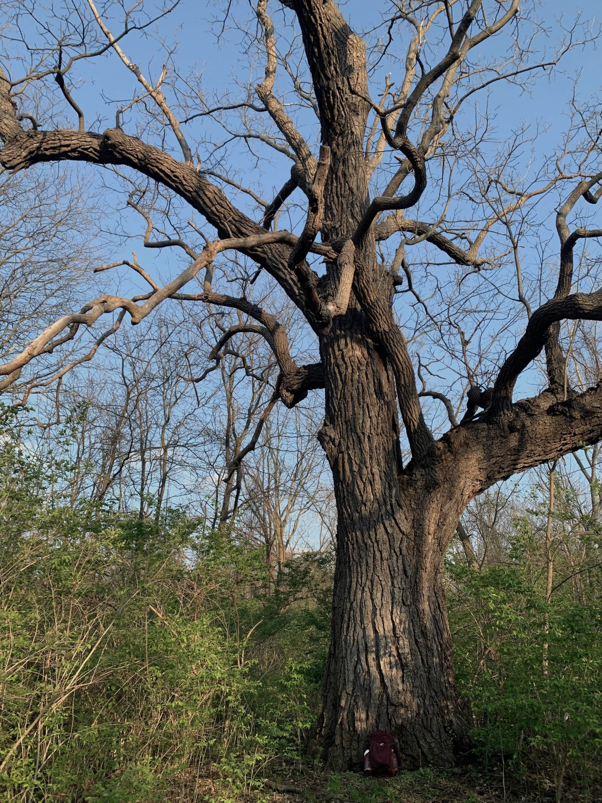 Extremely tall black walnut tree with backpack for scale -- Extremely tall black walnut tree with backpack for scale