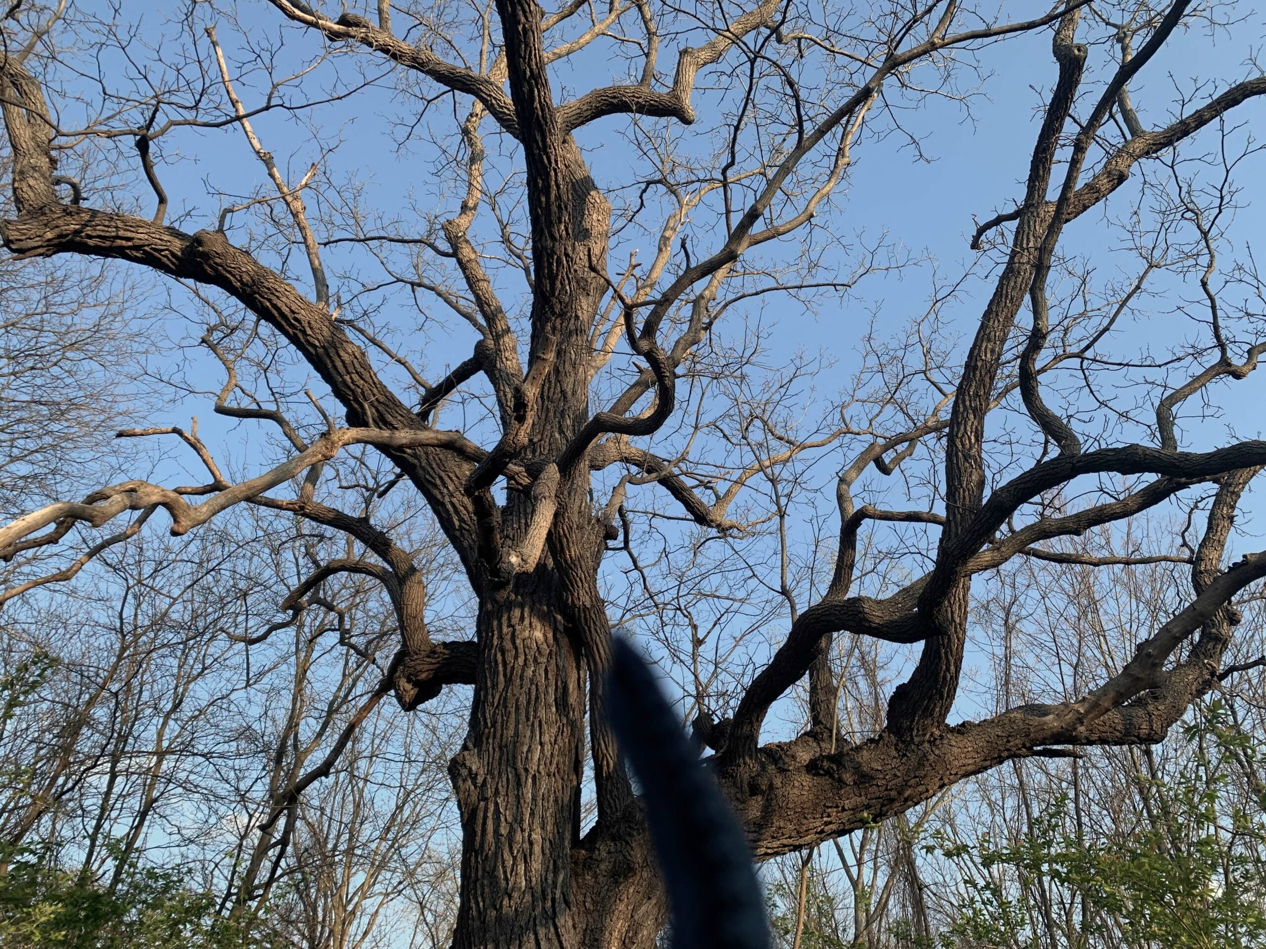 Wide photo of the branches of the black walnut tree -- A wider view of the branches of the black walnut tree