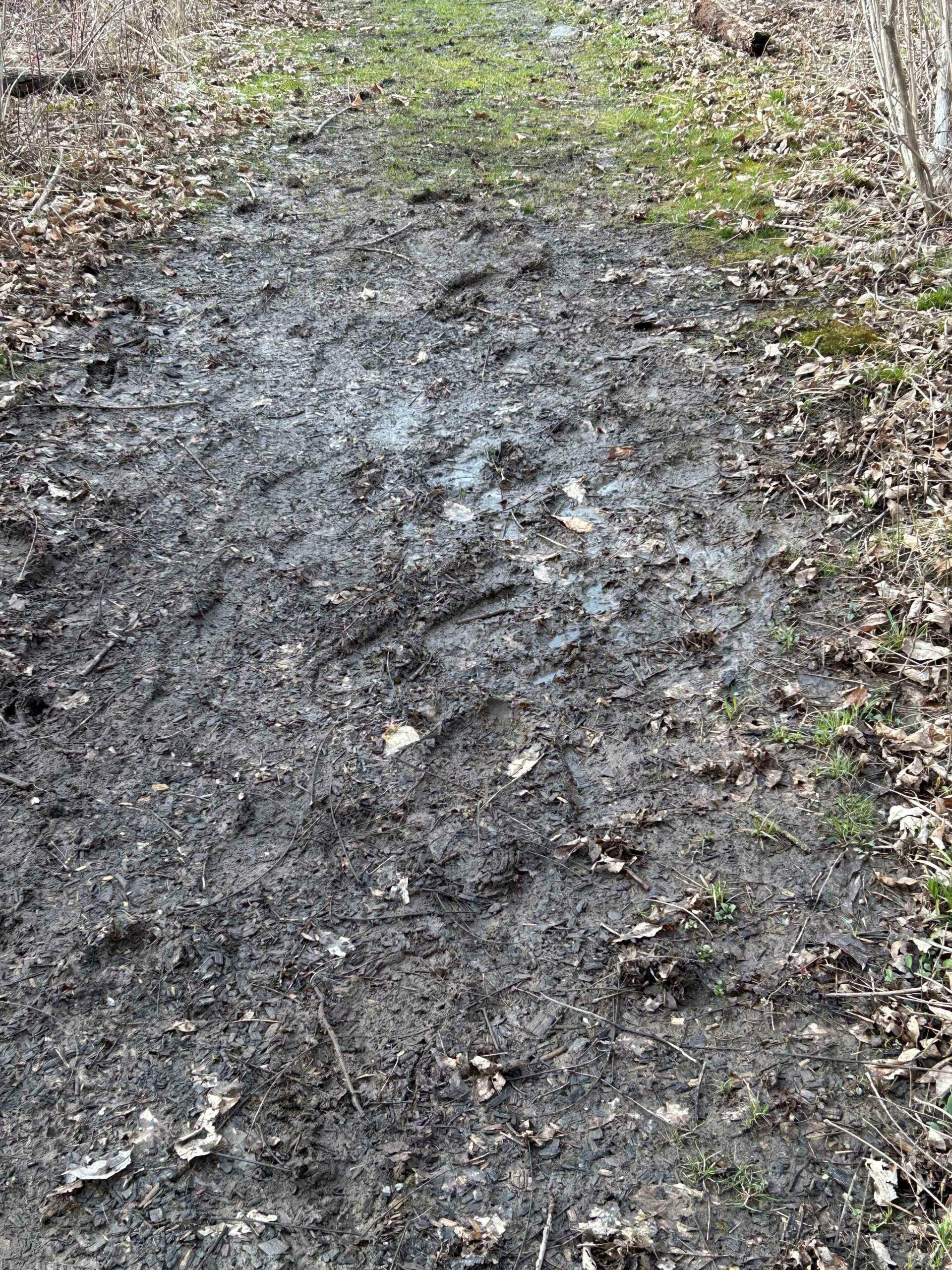 Muddy path on my walk -- Muddy path