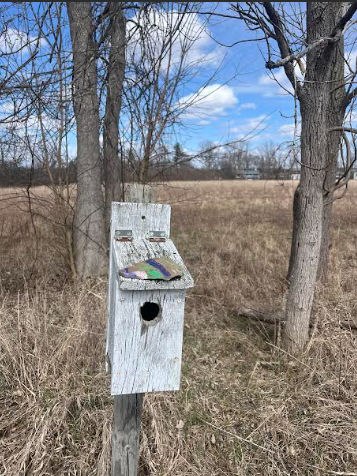 Bird House on trail, can see a painted rock on top of it.