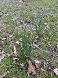 Wild-Garlic